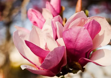 軟木顆粒生產線上的一支木蘭花，記平凡的“英雄”